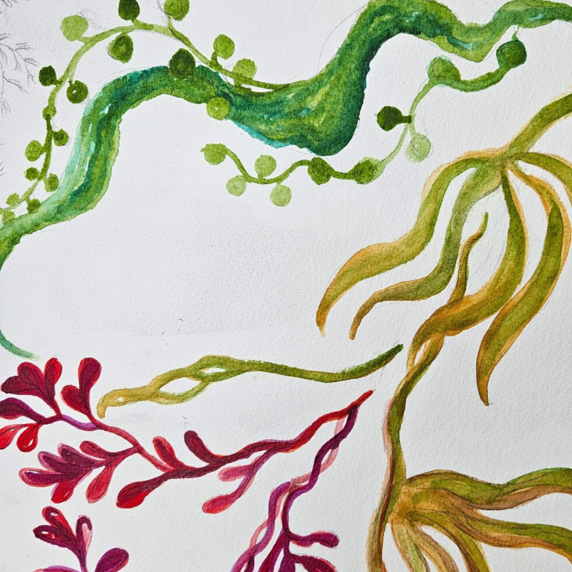 Artistic depiction of green, red, and gold leaves on a white background, Seaweed - watercolour