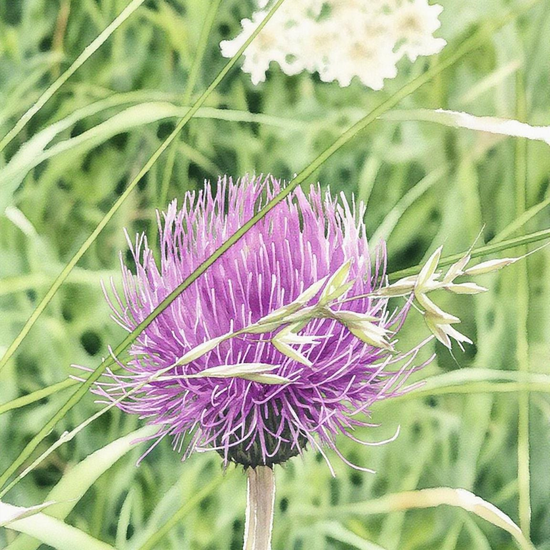 Purple thistle flower in a field of green grass